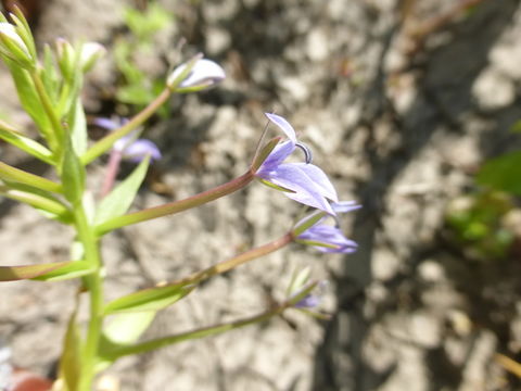 Image of elegant calicoflower