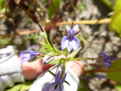 Image of elegant calicoflower