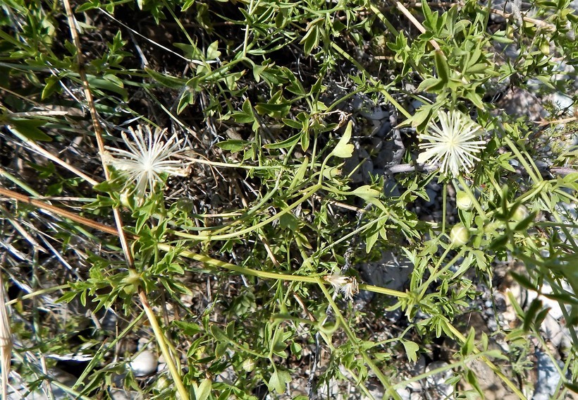 Plancia ëd Clematis drummondii Torr. & Gray