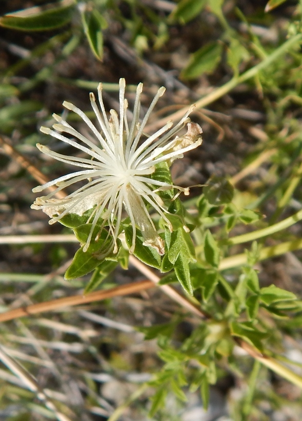 Plancia ëd Clematis drummondii Torr. & Gray