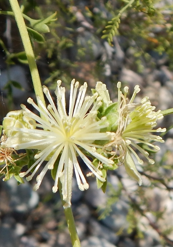 Plancia ëd Clematis drummondii Torr. & Gray