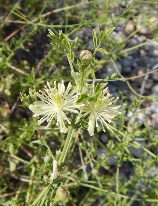 Plancia ëd Clematis drummondii Torr. & Gray