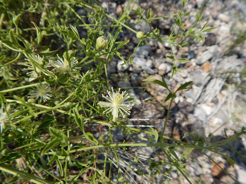 Plancia ëd Clematis drummondii Torr. & Gray