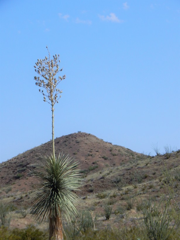 Imagem de Yucca elata (Engelm.) Engelm.