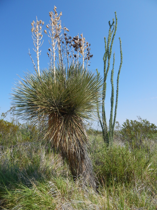 Imagem de Yucca elata (Engelm.) Engelm.