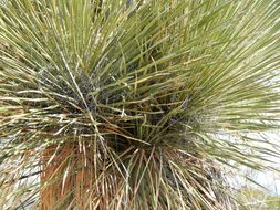 Image of soaptree yucca