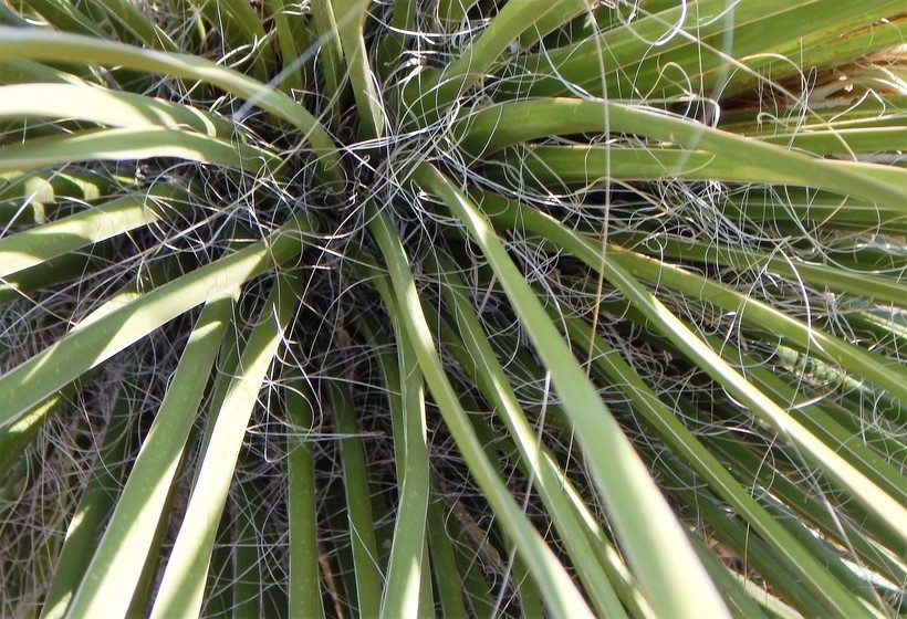 Image of soaptree yucca