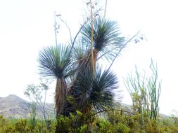 Imagem de Yucca elata (Engelm.) Engelm.