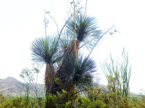 Image of soaptree yucca