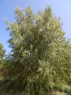 Image of Goodding's willow