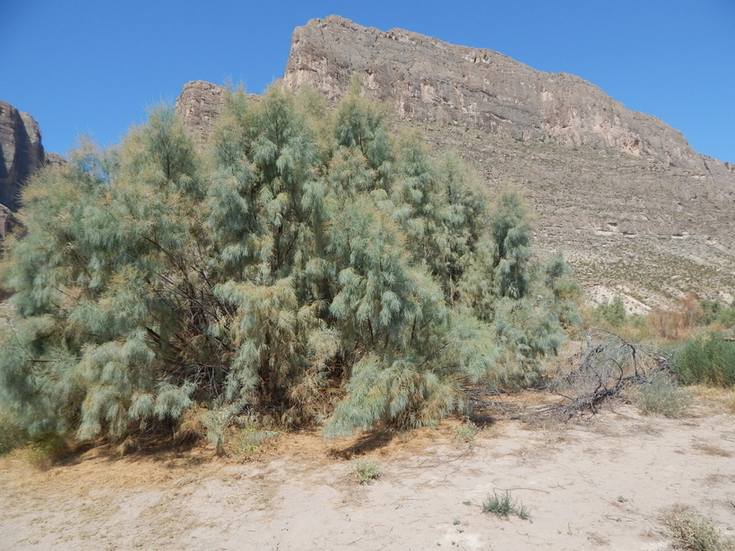 Image of Athel tamarisk