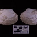 Image of butter clams