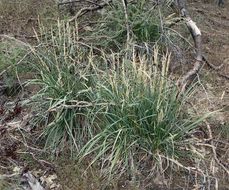 Image de Festuca kingii (S. Watson) Cassidy