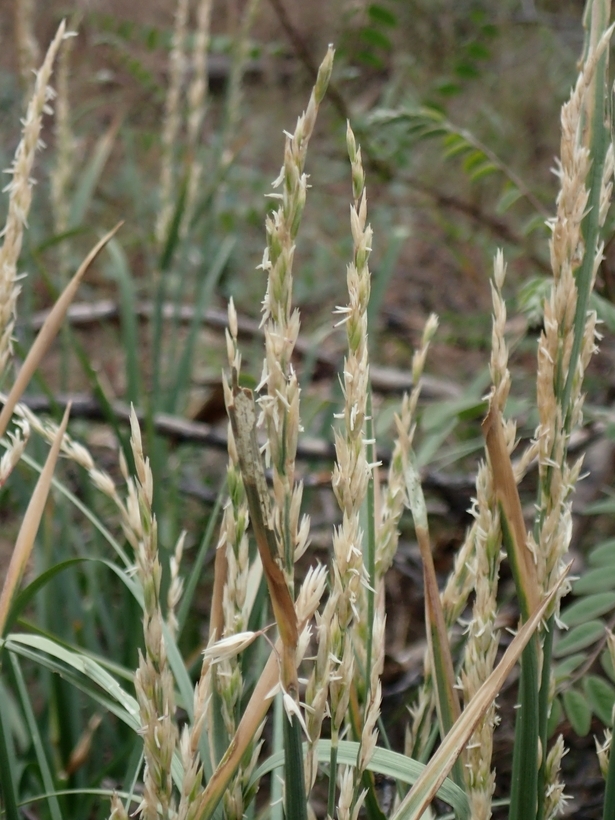 Image de Festuca kingii (S. Watson) Cassidy