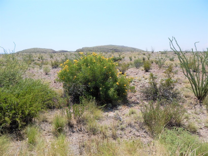 Image of Yellow bells