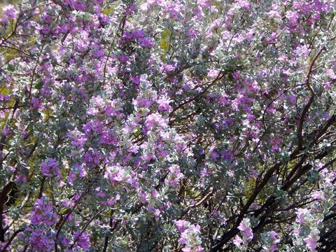 Imagem de Leucophyllum frutescens (Berl.) I. M. Johnston