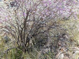 Image de Leucophyllum frutescens (Berl.) I. M. Johnston