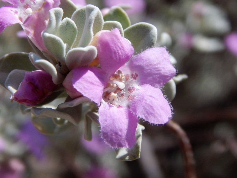 Image de Leucophyllum frutescens (Berl.) I. M. Johnston