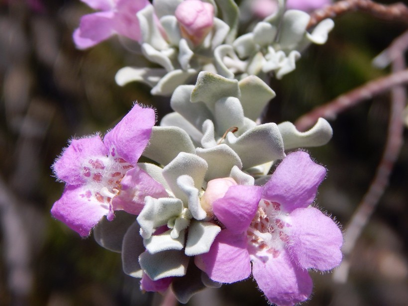 Imagem de Leucophyllum frutescens (Berl.) I. M. Johnston