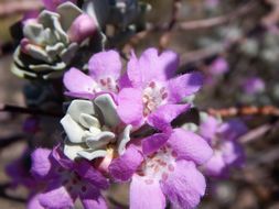 Image de Leucophyllum frutescens (Berl.) I. M. Johnston