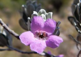 Image de Leucophyllum frutescens (Berl.) I. M. Johnston