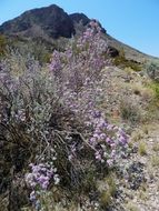 Image de Leucophyllum frutescens (Berl.) I. M. Johnston