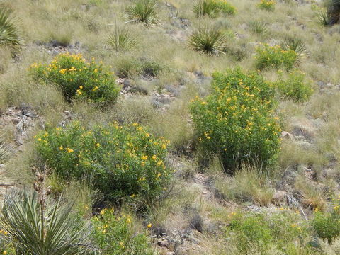 Image of Yellow bells