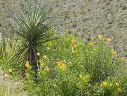 Image of Yellow bells