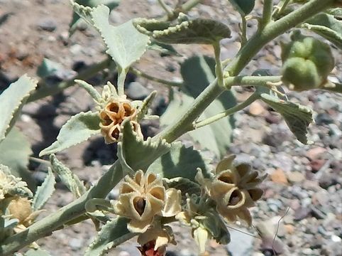 Image of yellow Indian mallow