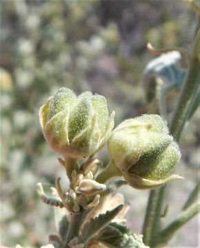 Image of yellow Indian mallow