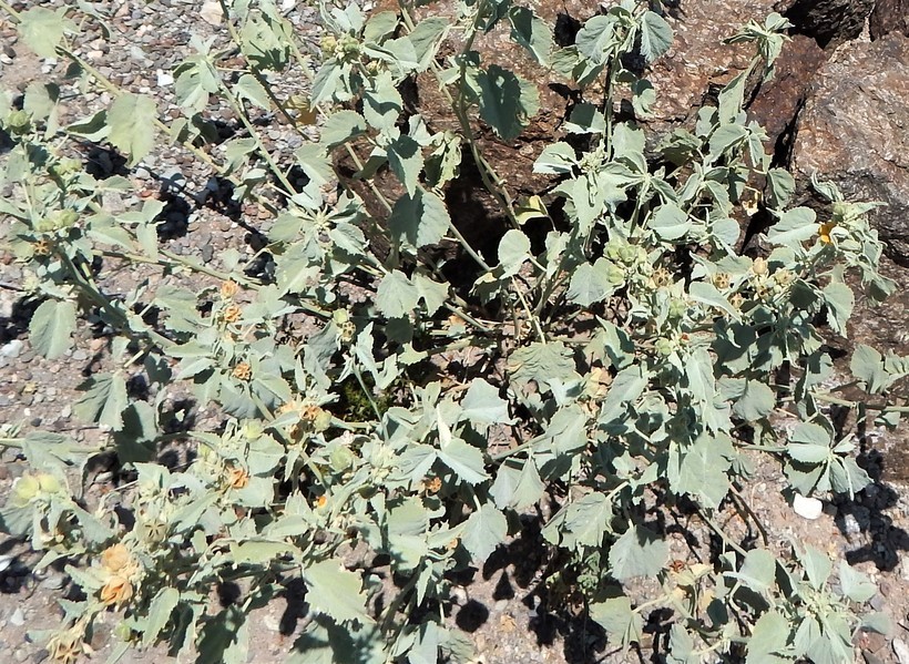 Image of yellow Indian mallow