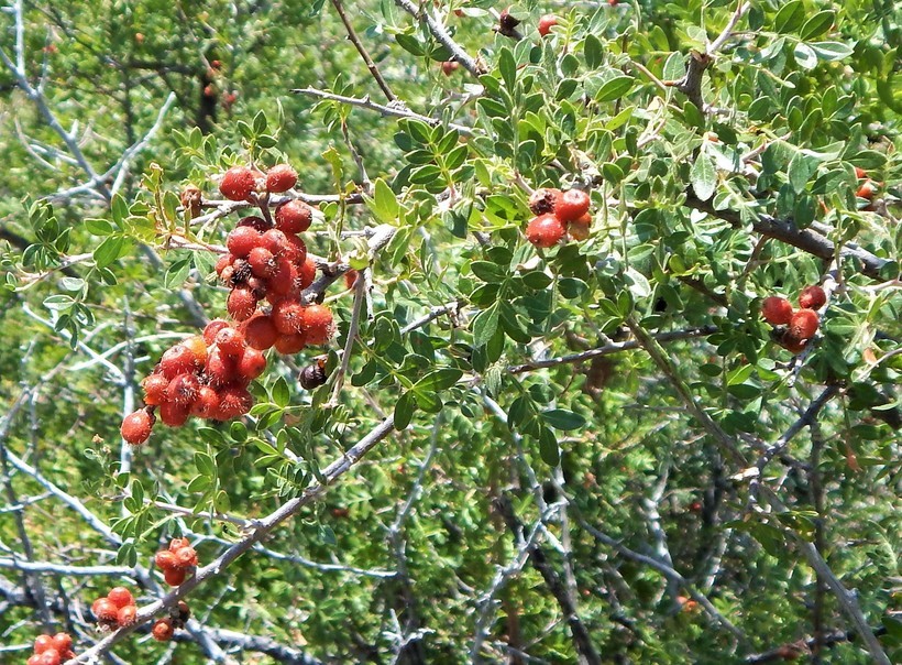 Rhus microphylla Engelm. resmi