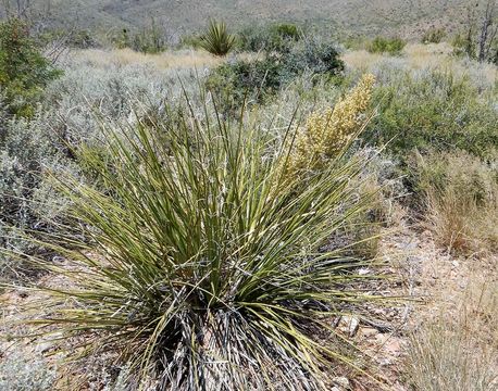 Image of foothill beargrass