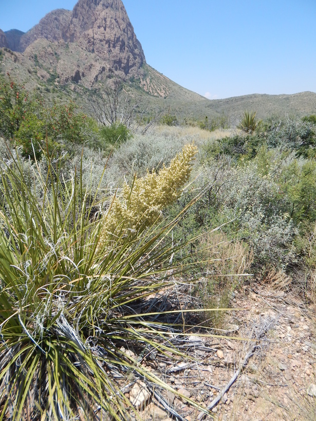 Image of foothill beargrass