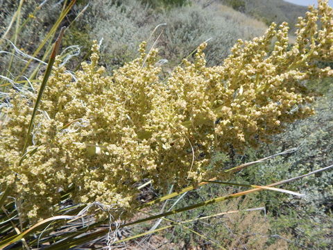 Image of foothill beargrass