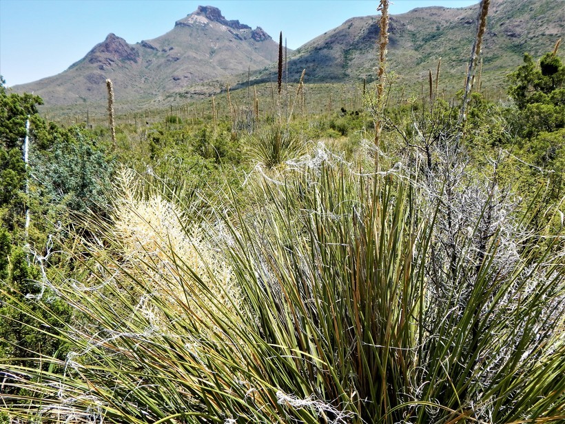 Image of foothill beargrass