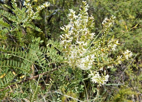 Слика од Eysenhardtia texana Scheele