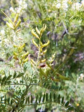 Image of Texas kidneywood