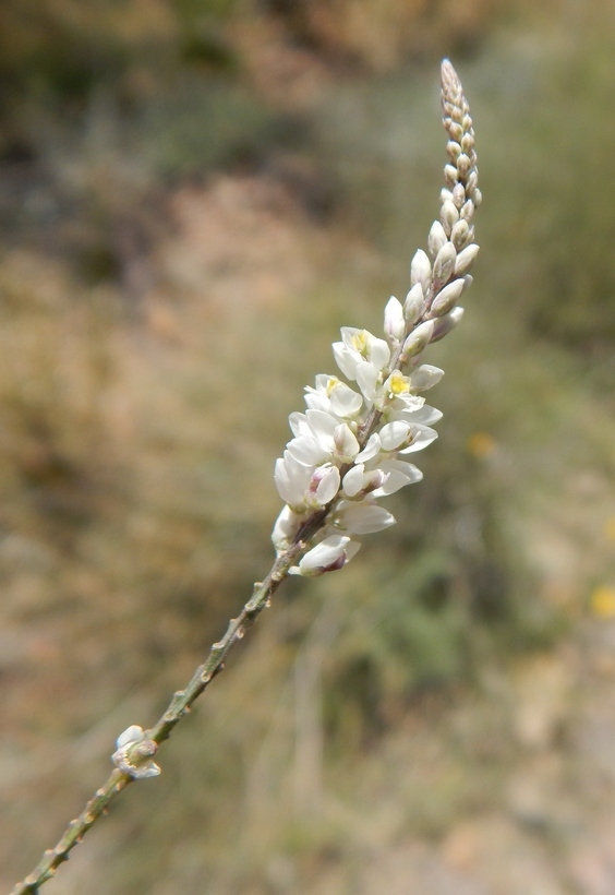 Image of white milkwort