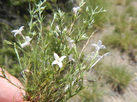 صورة Houstonia acerosa (A. Gray) Benth. & Hook. fil.