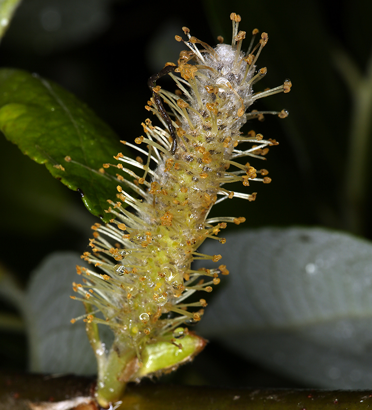 Image of Sitka willow