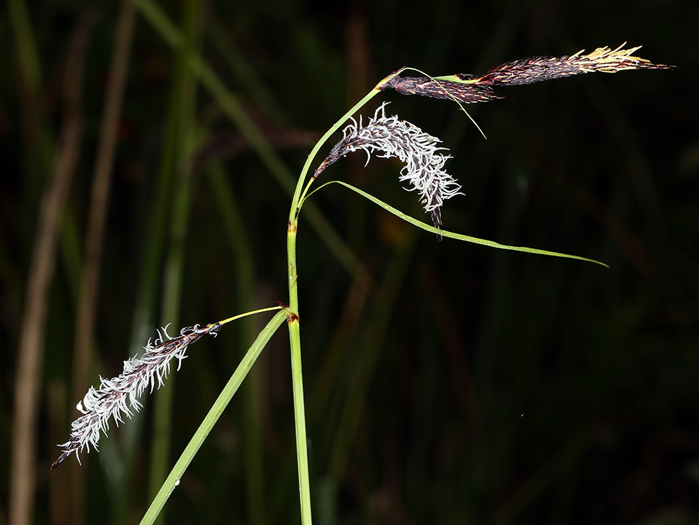 Image of Slough sedge