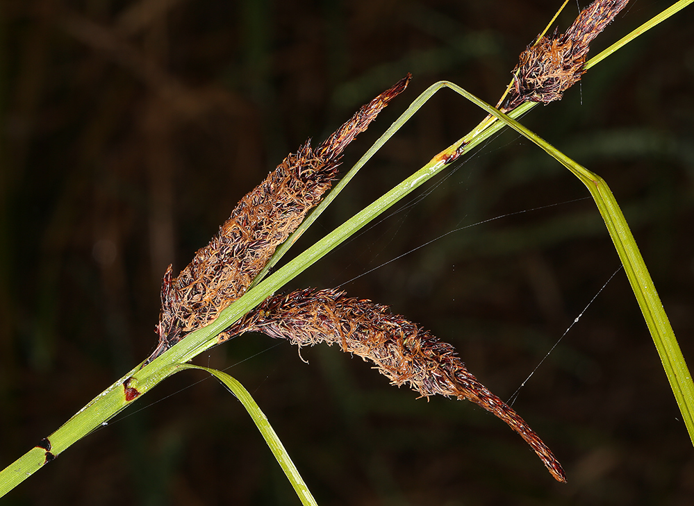 Image of Slough sedge