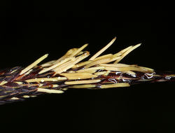 Image of Slough sedge