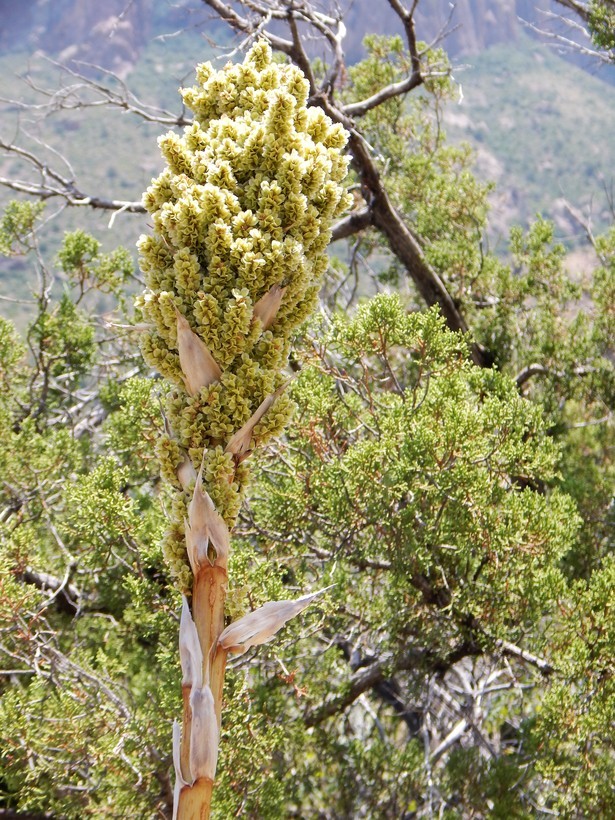 Image of green sotol