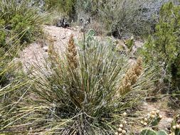 Image of foothill beargrass