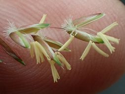 Image of perennial veldtgrass