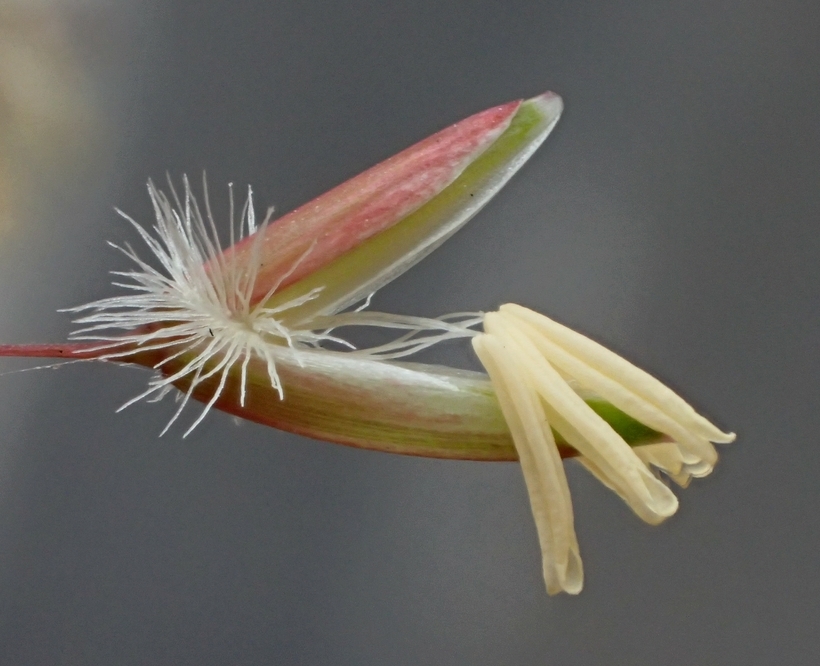 Image of perennial veldtgrass