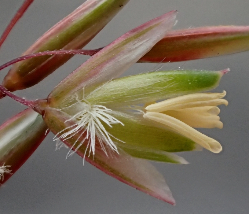 Image of perennial veldtgrass