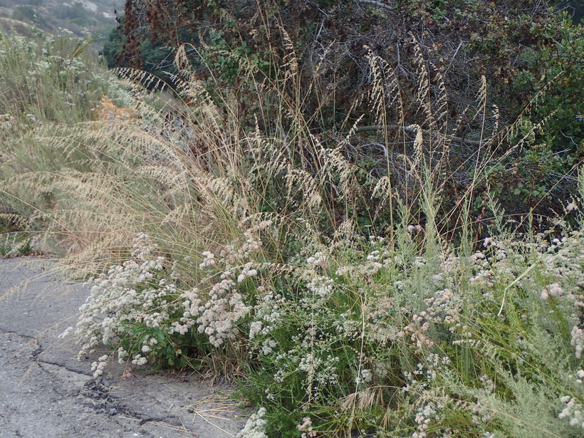 Image of perennial veldtgrass